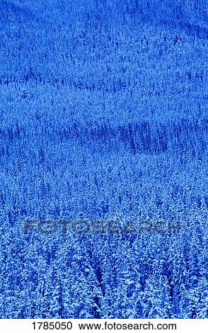 Stock Image - Snow covered forest. Fotosearch