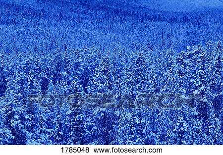 Snow covered forest View Large Photo Image Stock Photo - Snow covered forest. Fotosearch