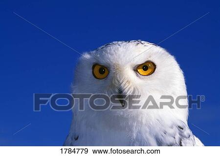 Stock Photo - Snowy owl, looking at camera, stern expression.. Fotosearch