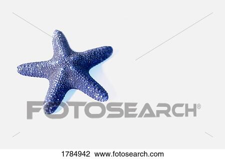 Stock Image - Starfish. Fotosearch