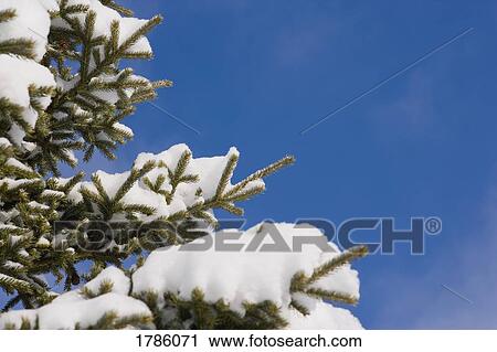 Stock Image - Tree covered in freshly fallen snow. Fotosearch