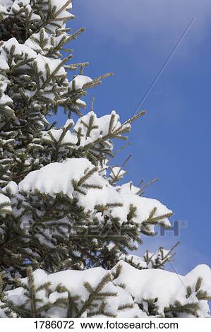 Tree covered with snow View Large Photo Image Stock Image - Tree covered with snow. Fotosearch