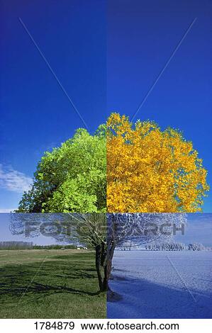 Tree in the four seasons View Large Photo Image Stock Photo - Tree in the four seasons. Fotosearch