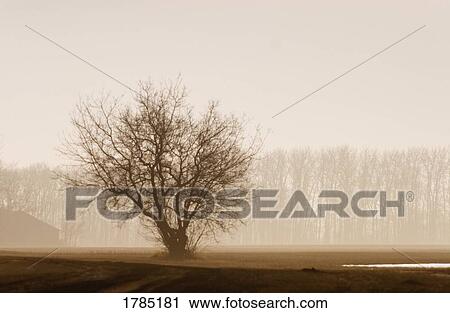 Stock Image - Tree silhouette in fog. Fotosearch