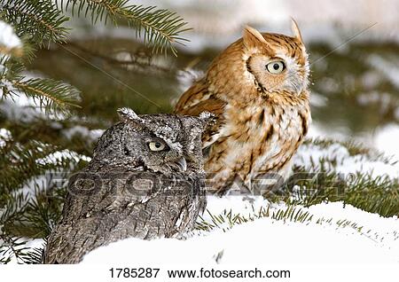 Two screech owls View Large Photo Image Stock Photo - Two screech owls. Fotosearch