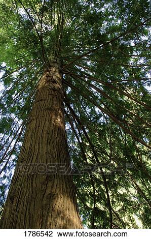 Underneath a tree View Large Photo Image Stock Image - Underneath a tree. Fotosearch