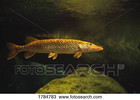Underwater view of northern pike View Large Photo Image Stock Image - Underwater view of northern pike. Fotosearch