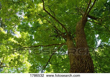 Upwards view of a tree View Large Photo Image Stock Image - Upwards view of a tree. Fotosearch