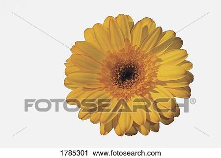 Yellow Gerbera Daisy View Large Photo Image Stock Image - Yellow Gerbera Daisy. Fotosearch