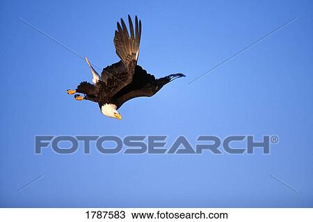 Stock Photo of Bald eagle diving in sky 1787583 - Search Stock Images ...