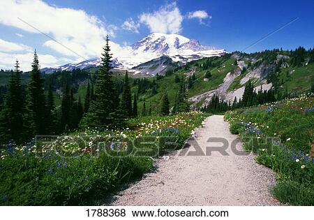 A path in Mount Rainier National Park View Large Photo Image Stock Photo - A path in Mount Rainier National Park. Fotosearch