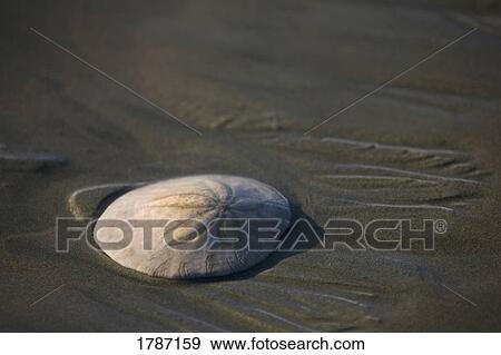 Stock Photo - A sand dollar seashell on the beach. Fotosearch