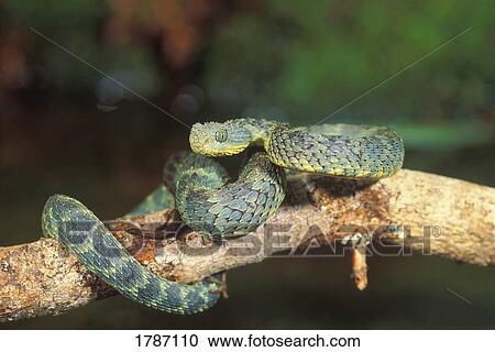 Stock Image - African bush viper. Fotosearch