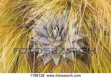 Agave plant hidden in tall grass View Large Photo Image Stock Photo - Agave plant hidden in tall grass. Fotosearch