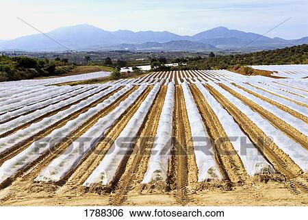 Stock Photograph - Agriculture, vegetables growing under Poly Tunnels. Fotosearch