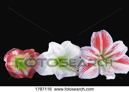 Amaryllis flowers View Large Photo Image Stock Photograph - Amaryllis flowers. Fotosearch