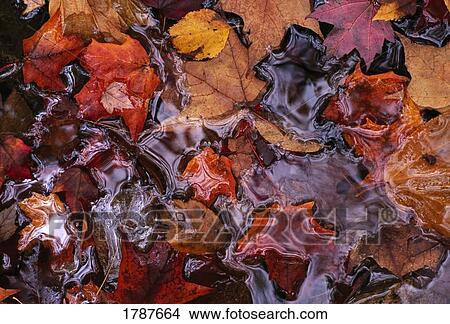 Autumn color leaves floating in water View Large Photo Image Picture - Autumn color leaves floating in water. Fotosearch