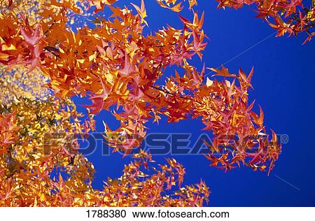 Stock Image - Autumn leaves against blue sky. Fotosearch