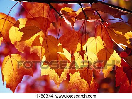 Picture - Autumn leaves. Fotosearch