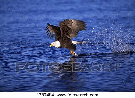 Bald Eagle catching a fish View Large Photo Image Picture - Bald Eagle catching a fish. Fotosearch