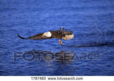 Bald eagle catching fish View Large Photo Image Stock Image - Bald eagle catching fish. Fotosearch