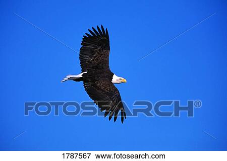 Stock Photo - Bald eagle soaring in sky. Fotosearch