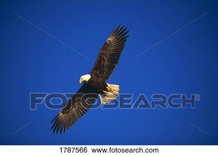 Stock Photograph - Bald eagle soaring in sky. Fotosearch