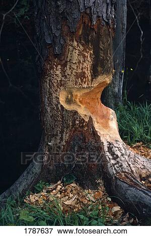 Beaver cut in wild black cherry tree View Large Photo Image Stock Photo - Beaver cut in wild black cherry tree. Fotosearch