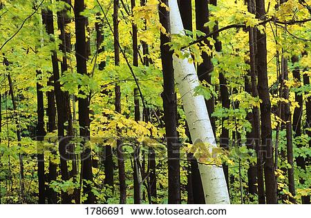 Stock Image - Birch tree among maples. Fotosearch