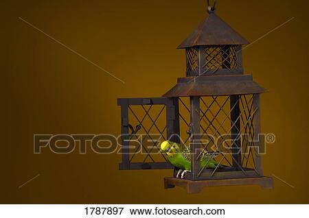 Bird escaping cage View Large Photo Image Stock Photo - Bird escaping cage. Fotosearch