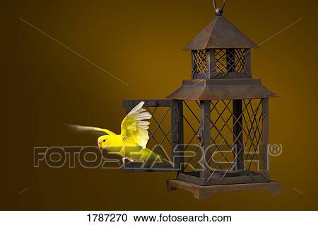Stock Image - Bird escaping from cage. Fotosearch
