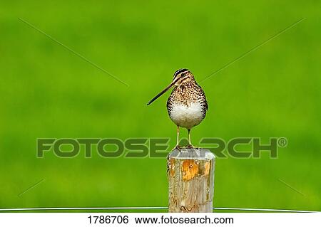 Stock Photograph - Bird on fence post. Fotosearch
