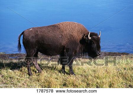 Stock Photo - Bison at rivers edge. Fotosearch