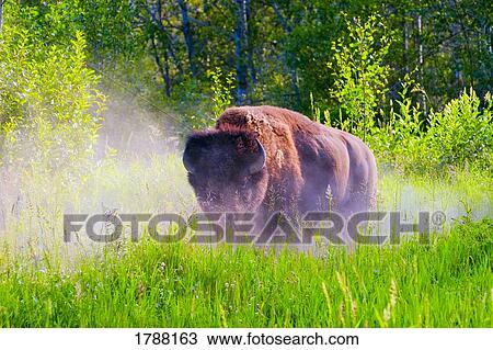Bison pawing the dirt View Large Photo Image Stock Image - Bison pawing the dirt. Fotosearch