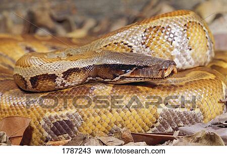 Blood python View Large Photo Image Stock Image - Blood python. Fotosearch
