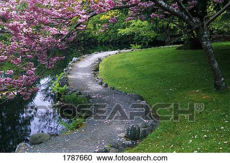 Blooming Cherry tree in japanese garden View Large Photo Image Stock Image - Blooming Cherry tree in japanese garden. Fotosearch
