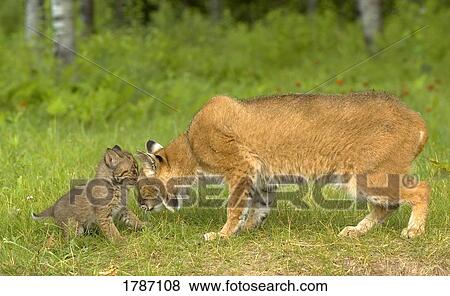 Stock Photo - Bobcat with young. Fotosearch
