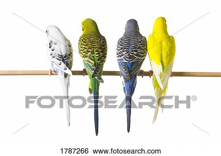 Budgie bird posteriors View Large Photo Image Stock Photograph - Budgie bird posteriors. Fotosearch