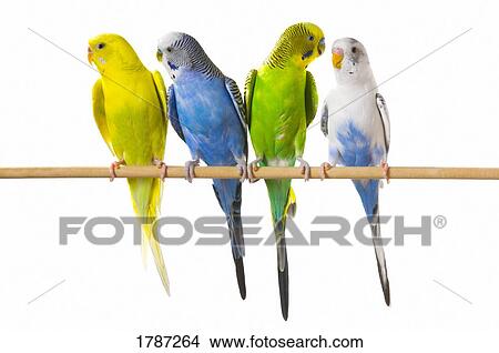 Budgie birds on a perch View Large Photo Image Picture - Budgie birds on a perch. Fotosearch
