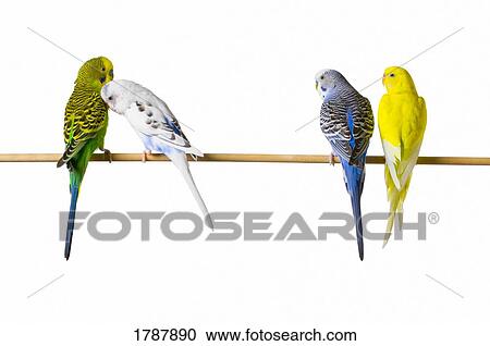 Budgie birds on a perch View Large Photo Image Stock Image - Budgie birds on a perch. Fotosearch