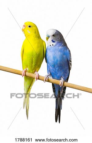 Budgie birds on a perch View Large Photo Image Stock Image - Budgie birds on a perch. Fotosearch
