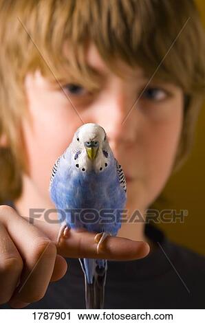Stock Image - Budgie perched on a boy's finger. Fotosearch