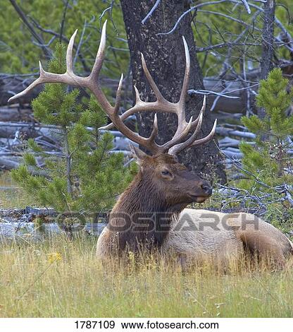 Stock Photo - Bull elk. Fotosearch