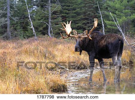 Stock Photo - Bull moose in stream. Fotosearch