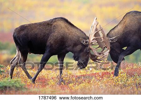 Stock Photograph - Bull moose sparring in autumn. Fotosearch