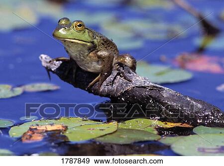 Bullfrog in lily pond View Large Photo Image Stock Photo - Bullfrog in lily pond. Fotosearch