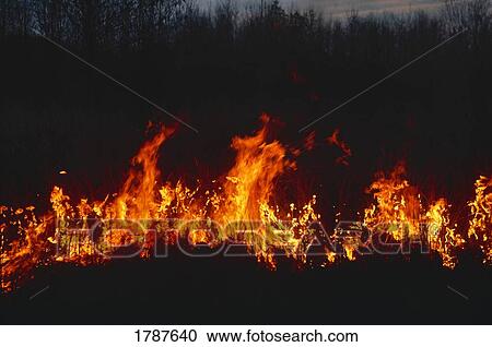 Burning field of grass View Large Photo Image Stock Image - Burning field of grass. Fotosearch