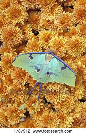 Butterfly on flowers View Large Photo Image Stock Image - Butterfly on flowers. Fotosearch