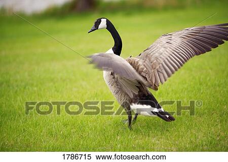 Canadian goose with outstretched wings View Large Photo Image Stock Photography - Canadian goose with outstretched wings. Fotosearch