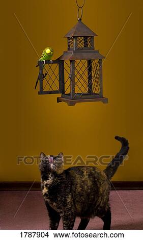 Cat eyeing budgie for lunch View Large Photo Image Picture - Cat eyeing budgie for lunch. Fotosearch